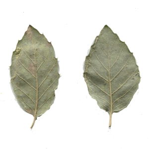 Photographie n°230363 du taxon Quercus suber L. [1753]