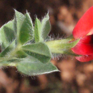 Photographie n°230394 du taxon Lotus tetragonolobus L. [1753]