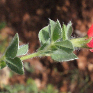 Photographie n°230395 du taxon Lotus tetragonolobus L. [1753]