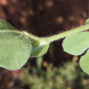 Photographie n°230398 du taxon Lotus tetragonolobus L. [1753]