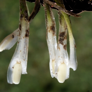 Isoetes histrix proles sicula (Tod.) Rouy (Isoète des sables)