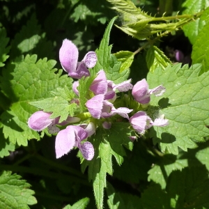 Photographie n°230460 du taxon Lamium maculatum (L.) L. [1763]