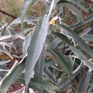 Photographie n°230465 du taxon Elaeagnus angustifolia L. [1753]