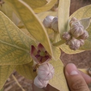 Photographie n°230489 du taxon Calotropis procera (Aiton) W.T. Aiton