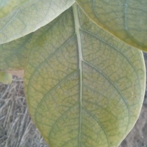 Photographie n°230491 du taxon Calotropis procera (Aiton) W.T. Aiton