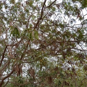  - Leucaena leucocephala (Lam.) de Wit