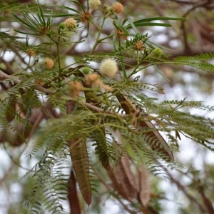  - Leucaena leucocephala (Lam.) de Wit