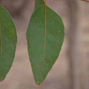 Photographie n°230508 du taxon Eucalyptus camaldulensis Dehnh.