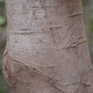 Photographie n°230512 du taxon Delonix regia (Bojer ex Hook.) Raf.