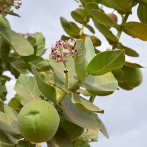 Photographie n°230555 du taxon Calotropis procera (Aiton) W.T. Aiton