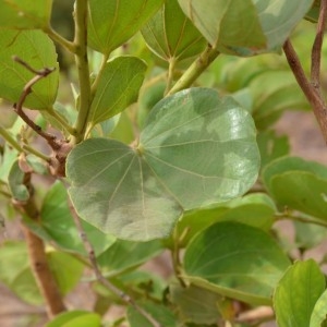 Photographie n°230560 du taxon Piliostigma reticulatum (DC.) Hochst.