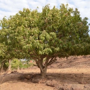 Photographie n°230570 du taxon Mangifera indica L.