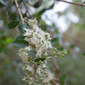 Photographie n°230616 du taxon Lawsonia inermis L.