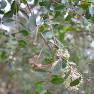 Photographie n°230619 du taxon Lawsonia inermis L.