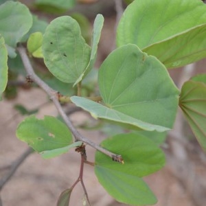 Photographie n°230622 du taxon Piliostigma reticulatum (DC.) Hochst.