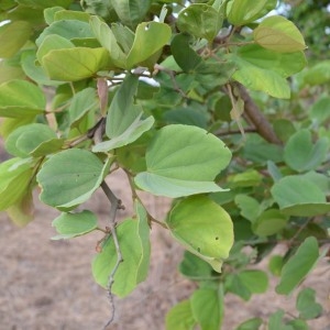 Photographie n°230623 du taxon Piliostigma reticulatum (DC.) Hochst.