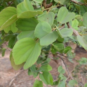 Photographie n°230624 du taxon Piliostigma reticulatum (DC.) Hochst.