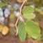  Sénégal ENGOUEMENT - Piliostigma reticulatum (DC.) Hochst.