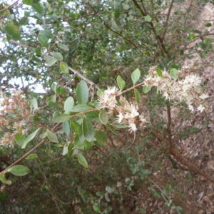 Photographie n°230732 du taxon Lawsonia inermis L.