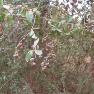 Photographie n°230733 du taxon Lawsonia inermis L.