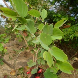 Photographie n°230740 du taxon Piliostigma reticulatum (DC.) Hochst.