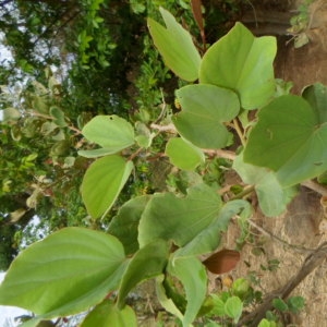 Photographie n°230741 du taxon Piliostigma reticulatum (DC.) Hochst.