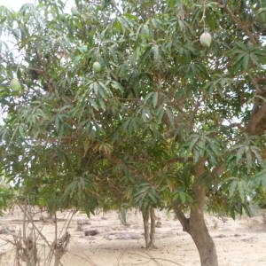 Photographie n°230760 du taxon Mangifera indica L.