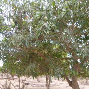 Photographie n°230761 du taxon Mangifera indica L.