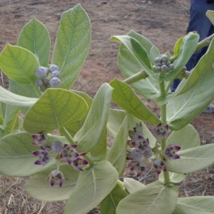 Photographie n°230785 du taxon Calotropis procera (Aiton) W.T. Aiton