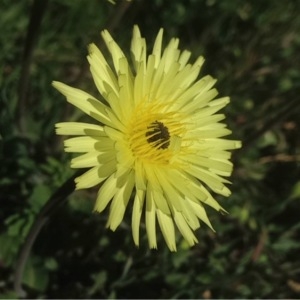 Photographie n°230900 du taxon Urospermum dalechampii (L.) Scop. ex F.W.Schmidt [1795]