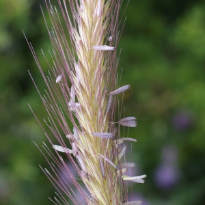  - Hordeum bulbosum L. [1756]