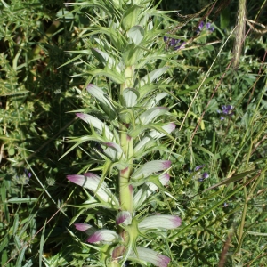 Photographie n°230966 du taxon Acanthus spinosus L. [1753]