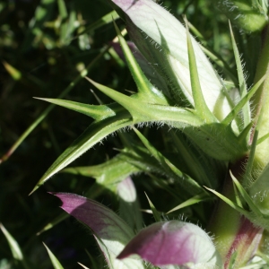 Photographie n°230971 du taxon Acanthus spinosus L. [1753]