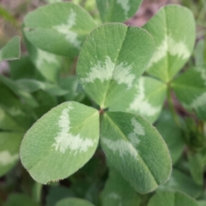 Photographie n°230977 du taxon Trifolium pratense L. [1753]