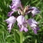  Anny Raim - Orchis militaris L. [1753]