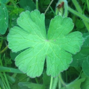 Photographie n°231060 du taxon Geranium molle L. [1753]