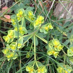 Photographie n°231120 du taxon Euphorbia paralias L. [1753]