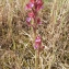  Liliane Roubaudi - Anacamptis papilionacea (L.) R.M.Bateman, Pridgeon & M.W.Chase [1997]