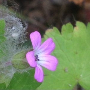 Photographie n°231216 du taxon Geranium rotundifolium L. [1753]