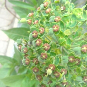 Photographie n°231227 du taxon Euphorbia characias L. [1753]