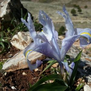 Photographie n°231244 du taxon Iris planifolia (Mill.) Durieu & C.S.Schinz