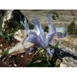 Iris planifolia (Mill.) Durieu & C.S.Schinz