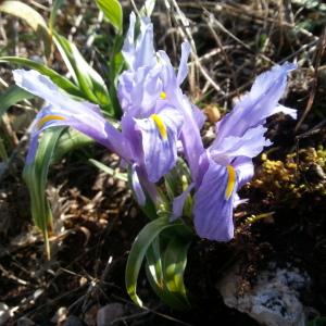  - Iris planifolia (Mill.) Durieu & C.S.Schinz