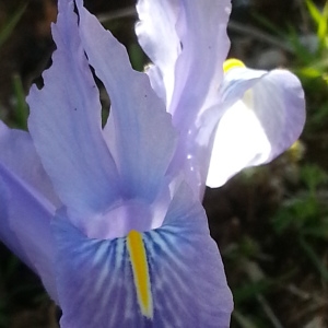  - Iris planifolia (Mill.) Durieu & C.S.Schinz