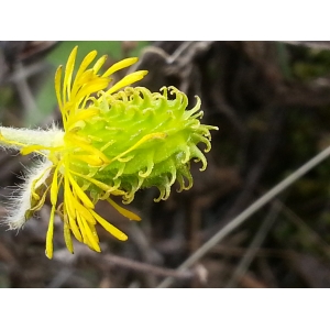 Ranunculus blepharicarpos Boiss.