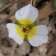  Liliane Roubaudi - Damasonium polyspermum Coss. [1849]