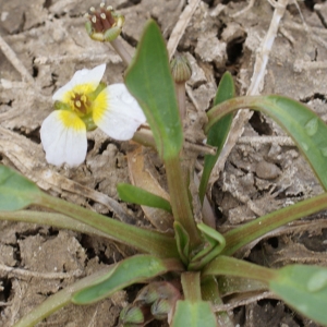 Photographie n°231285 du taxon Damasonium polyspermum Coss. [1849]