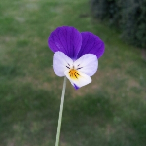 Photographie n°231304 du taxon Viola tricolor L. [1753]