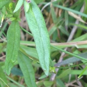 Photographie n°231305 du taxon Polygala comosa Schkuhr [1796]