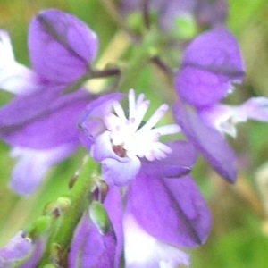 Photographie n°231308 du taxon Polygala comosa Schkuhr [1796]